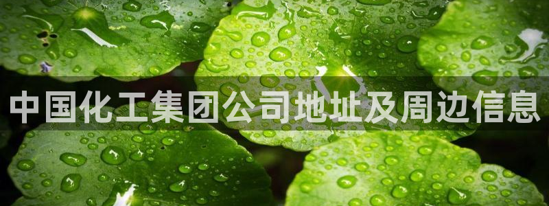 球盟会头号玩家是谁
