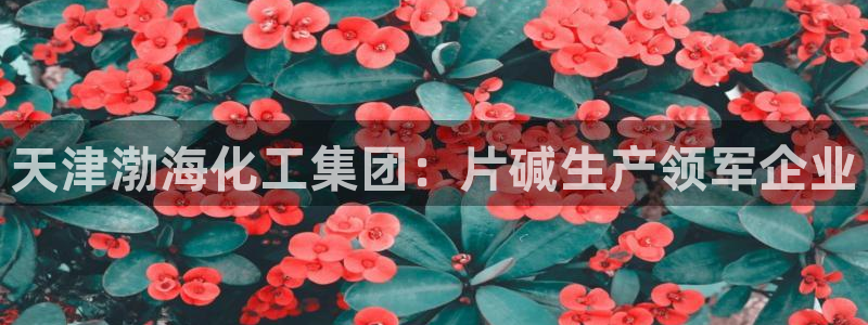 球盟会用的客服聊天是哪个软件