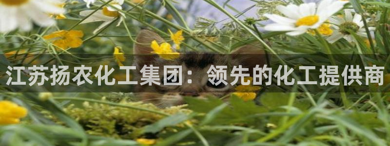 球盟会网址多少