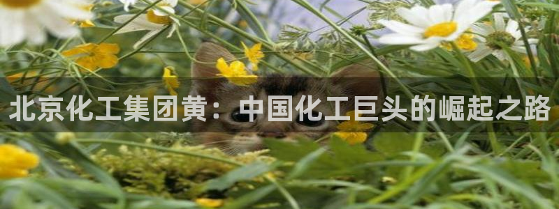 球盟会出款黑了
