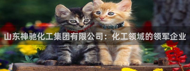 球盟会里面有打牌的嘛