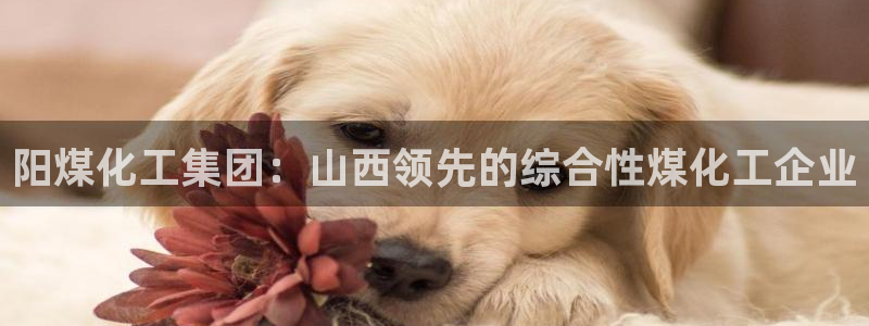 球盟会在线登入：阳煤化工集团：山西领先的综合性煤化工企业