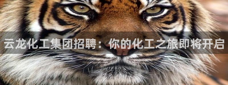球盟会国际官网