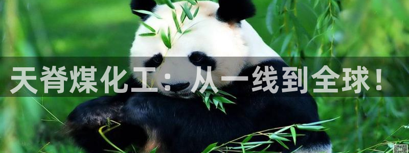 球盟会封禁：天脊煤化工：从一线到全球！