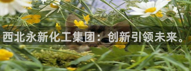 球盟会有没有黑单的活动：西北永新化工集团：创新引领未来。