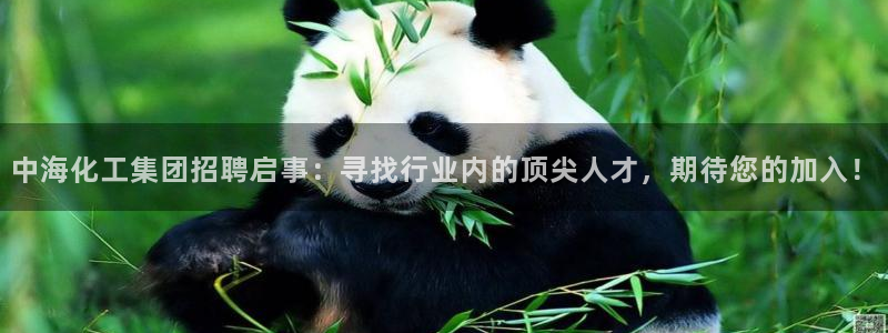 球盟会黑款吗：中海化工集团招聘启事：寻找行业内的顶尖人才，期